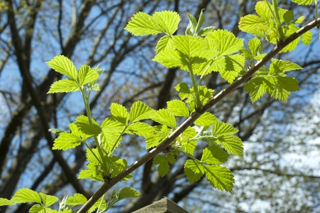Young Raspberry branch and leaves