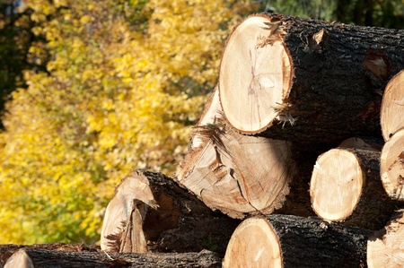 Wood, logs in forest
