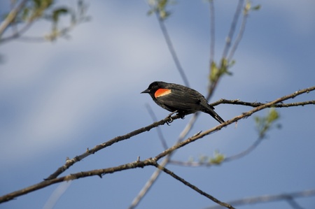 Black bird sitting on the treeの写真素材