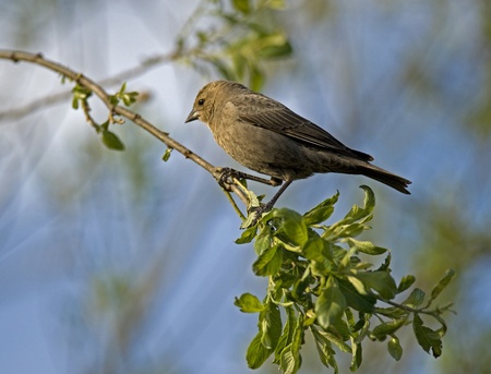 A bird sitting on the branchの写真素材