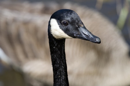Close-up portrait of Canada Gooseの写真素材