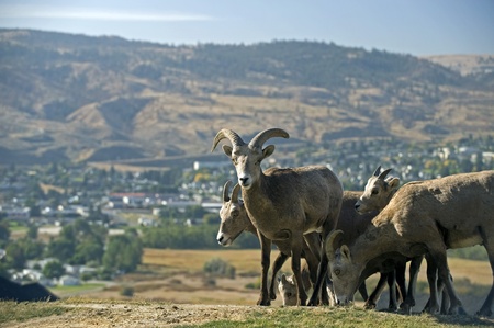 Mountain Goatの写真素材