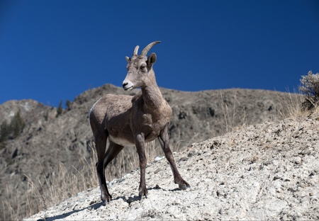 Mountain Goat on the hillの写真素材