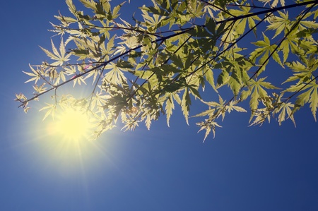 Full sun with branchの写真素材
