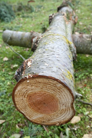 Stub of aged treeの写真素材