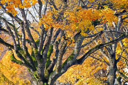 Branch with yellow leavesの写真素材