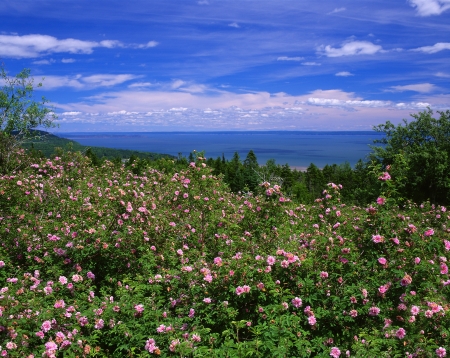 Bay of Fundy, New Brunswick, Canadaの写真素材