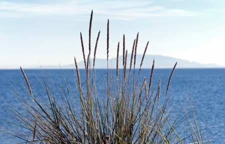 Grass by the seaの写真素材