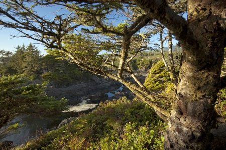 Tree on the Long Beach on Vancouver Islandの写真素材