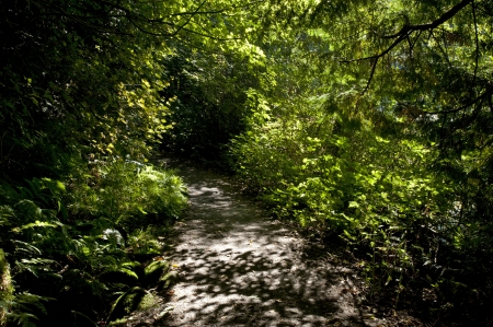 Path in the forestの写真素材