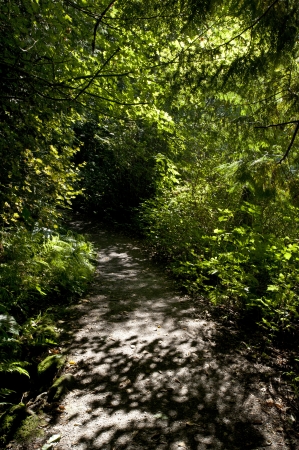 Path in the forestの写真素材