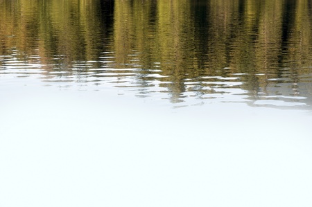 Forest reflection in the waterの写真素材