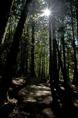 Path in the forestの写真素材