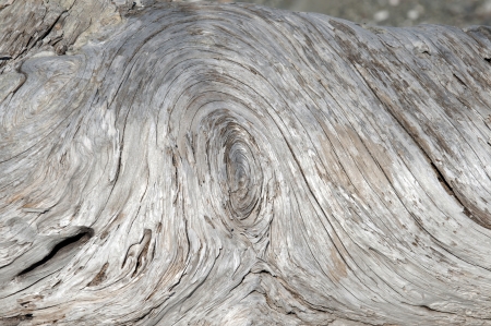 Aged tree-wood on the beachの写真素材
