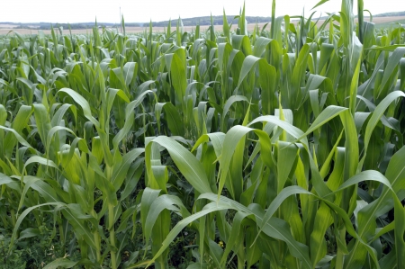 Popcorn fieldの写真素材