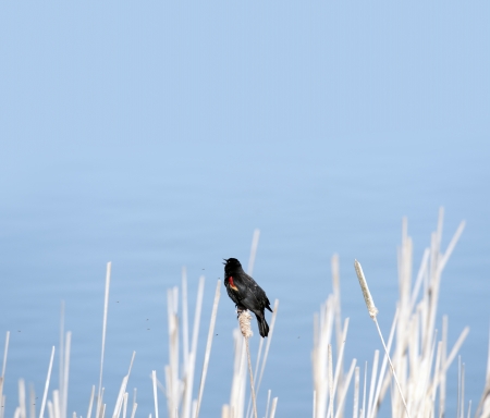 Alone bird, Red-winged Blackbird by the lakeの写真素材