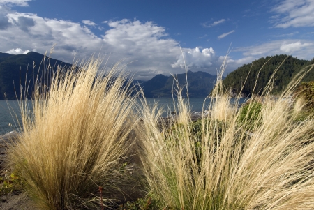Dry Grass by the sea and mountainの写真素材