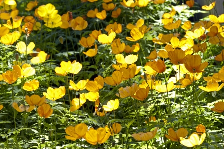 Yellow wild poppy seed flowerの写真素材