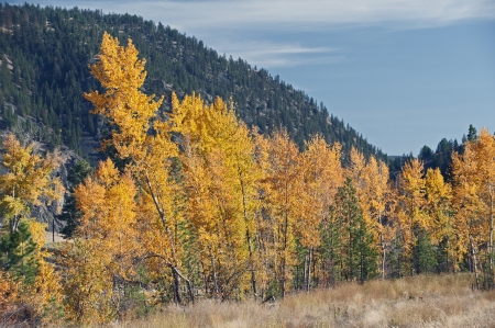 Yellow trees by mountain in the fallの写真素材