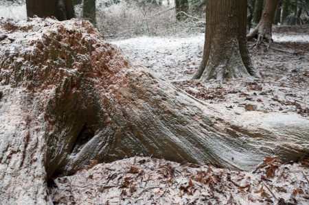 Forest in winter covered by the snowの写真素材
