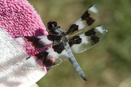 Dragon-fly, insect in natureの写真素材