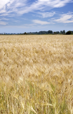 Field of wheat, countrysideの写真素材