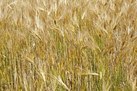 Field of wheatの写真素材