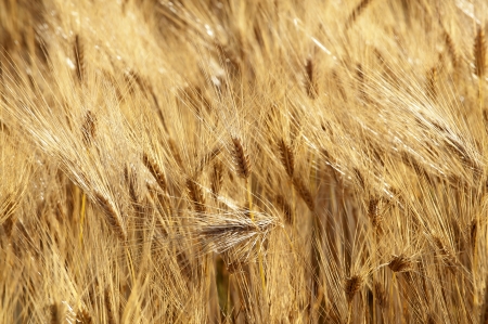 Field of the wheatの写真素材