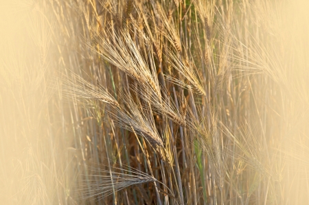 Field of the wheatの写真素材