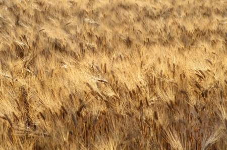 Field of the wheatの写真素材