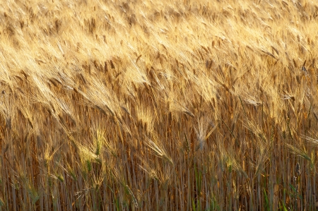 Field of the wheatの写真素材