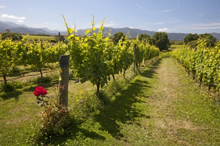 New Zealand - vineyards in the Marlborough district, South Islandの写真素材