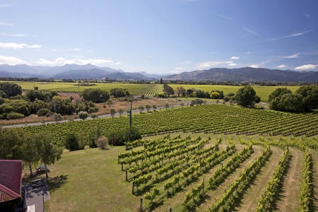 New Zealand - vineyards in the Marlborough district, South Islandの写真素材