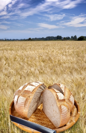 Field of rye, countrysideの写真素材