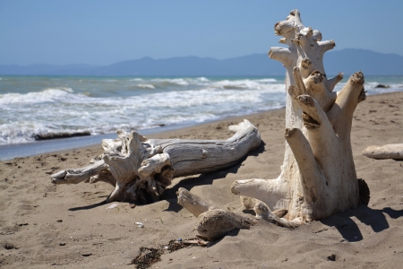 Washed up wood on the beach in Tuscany, Italy.の写真素材