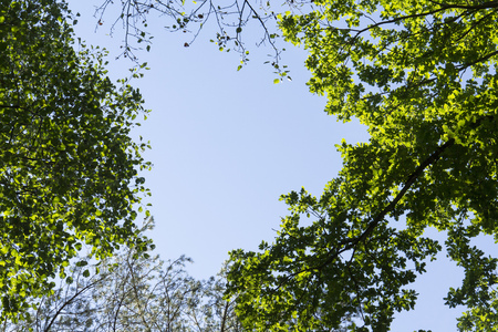 Bright green new spring foliage growing on high branches treetops of verdant forest with clear blue sky aboveの写真素材