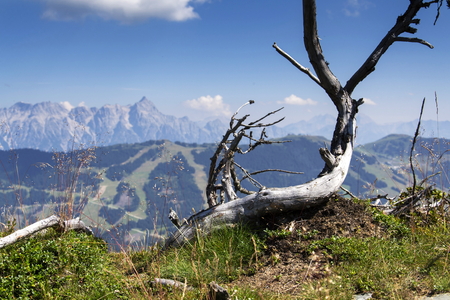 Thrawn branches with Leogang Mountains landscape on idyllic summer day in Alps, Austriaの写真素材