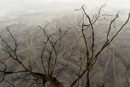 Roots in autumn lake and tree branches reflects in waterの写真素材