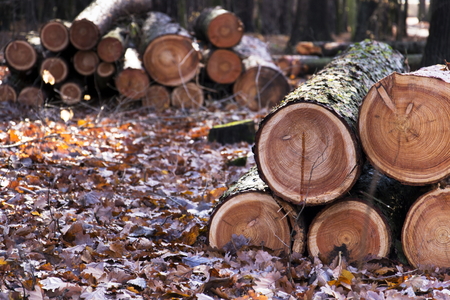 Cut down wood logs stack in autumn forestの写真素材