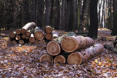 Cut down wood logs stack in autumn forestの写真素材
