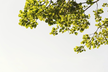 Vibrant foliage on high branches treetops with clear blue skyの写真素材