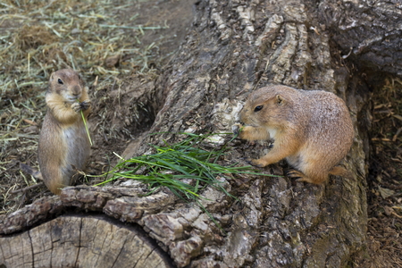 Pair of prairie dogs eat green grass stalk on trunkの写真素材