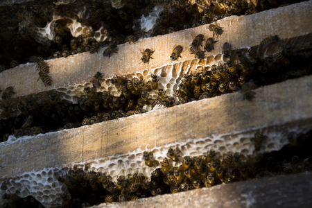 Bees flying from open hive in Vietnam sunny dayの写真素材