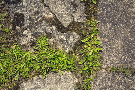 Filtered green grass growing through concrete with copy spaceの写真素材