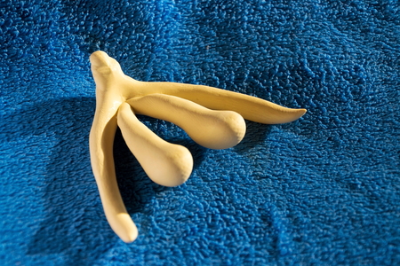 3d printed female sex organ clitoris for human anatomy lessonsの写真素材