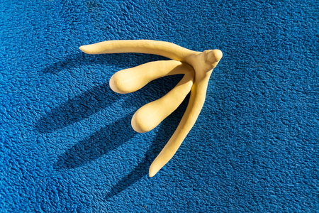 3d printed female sex organ clitoris for human anatomy lessonsの写真素材