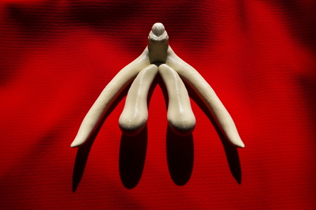 3d printed female sex organ clitoris for human anatomy lessonsの写真素材