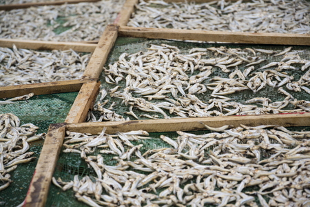 Anchovies drying for fish sauce production in Mui Ne, Vietnam