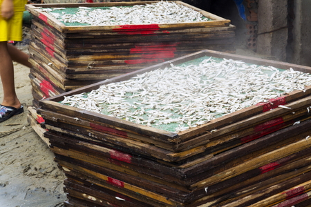 Anchovies drying for fish sauce production in Mui Ne, Vietnam