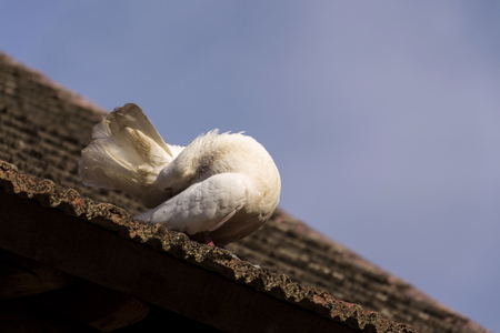 White dove sits on old roofing tilesの写真素材
